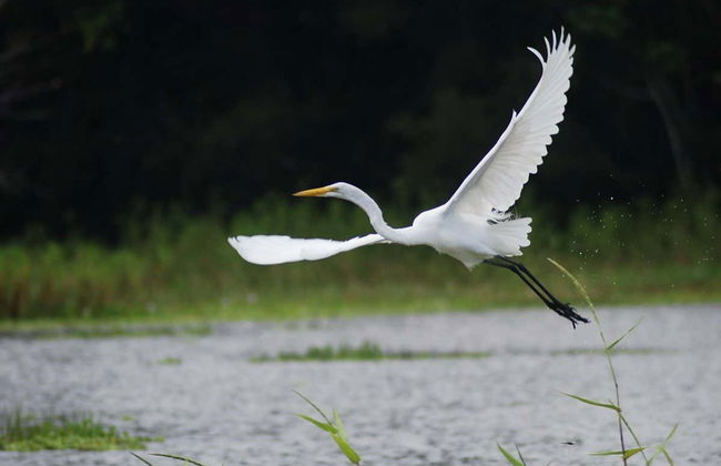Tour di 4 giorni sul fiume Yanayacu con birdwatching - Foto 6