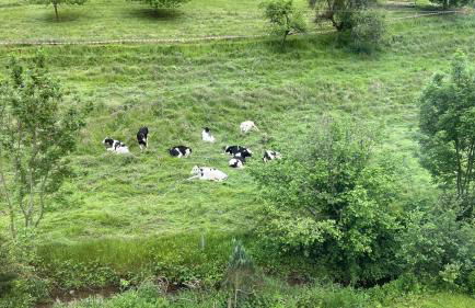 Traumhaftes Übernachten im Grünen - Foto 21