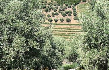 maison du olival - Photo 44