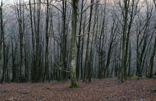 Argixti - Foto 11