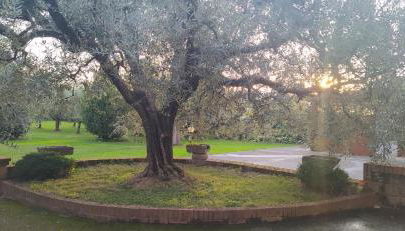 Casolare L'Antico Olivo - Foto 4