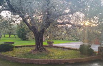 Casolare L'Antico Olivo - Foto 4