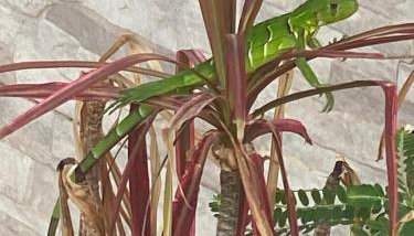 Espaço inteiro Casa de Praia no Brasil Pernambuco - Foto 5, Garden view