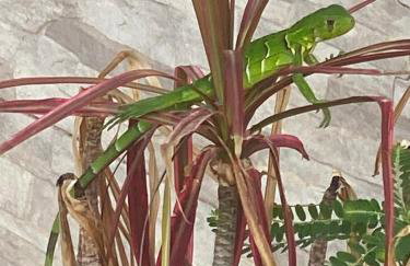 Espaço inteiro Casa de Praia no Brasil Pernambuco - Foto 5