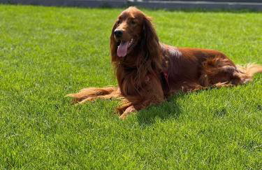 Ekosfera Piława Apartamenty z podgrzewanym basenem - Foto 76