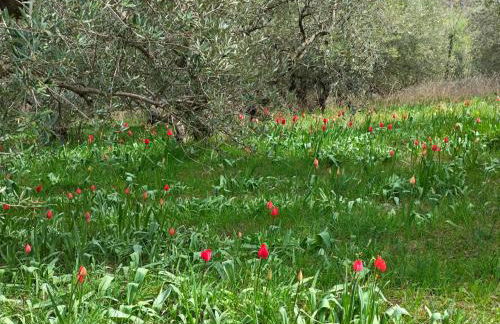 CASA DORIS Montecarotto, Le Marche - Top Lage, Glasfaser WIFI, neu renoviert - Foto 48