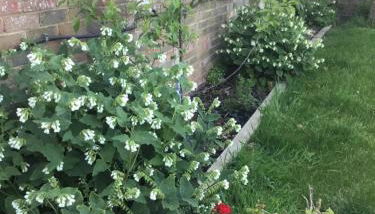 The Cottages by the Sea Free parking - Foto 5, Garden