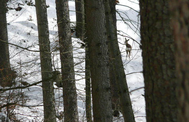 Holiday Home with Garden & Terrace near Rennsteig in Thuringian Forest - Foto 21