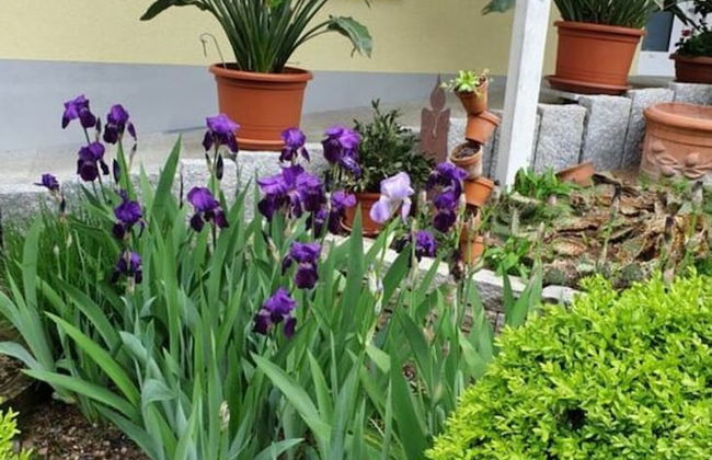 Holiday Apartment in the Rose Garden - Foto 24