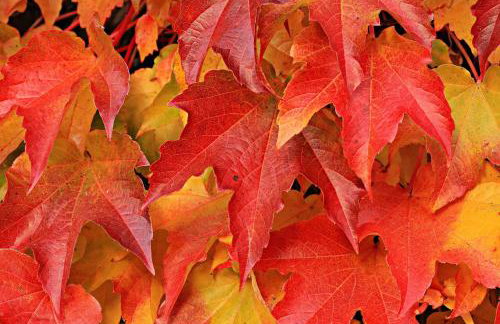 Candlewood Suites Heidelberg by IHG - Photo 42