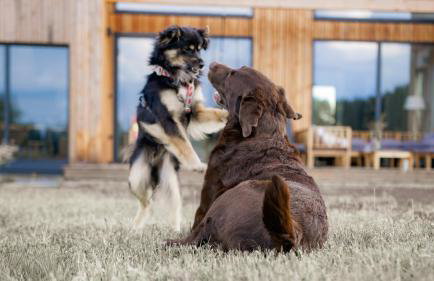 TATANKA Dom w Puszczy & SPA na Polanie - Foto 51