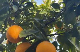 Sunrise View House Halkidiki! - Foto 7