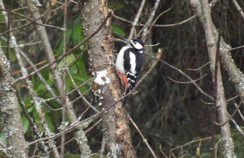 Scottish Highland Cottage Tyndrum Upper Station - Foto 37