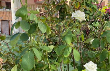 Chalet SAO PAULO cerca de la playa - Foto 21