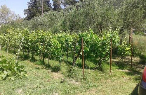 Vasso's Studios - Foto 41