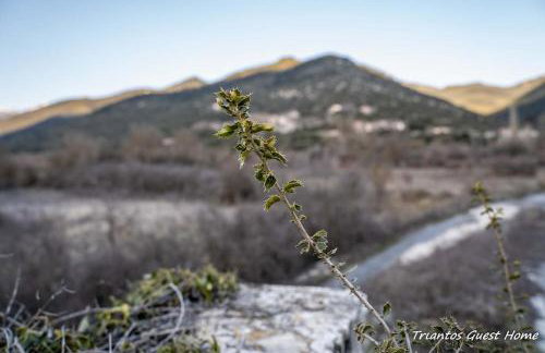 Triantos Guesthome Suite - Photo 11