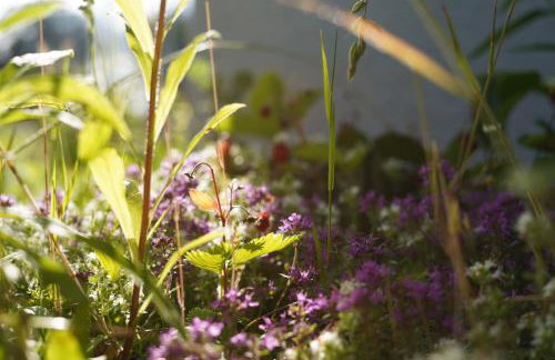 Happywild - Foto 49