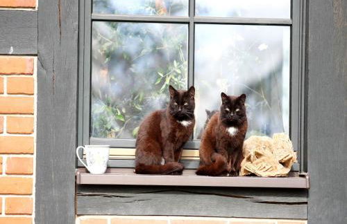 Reihenhaus Tulpe in Lohmen - Foto 80