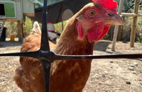 Das "Sommerhaus" in Bingen am Rhein - Foto 25