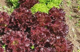 Villa Brava Atlântico - Foto 57