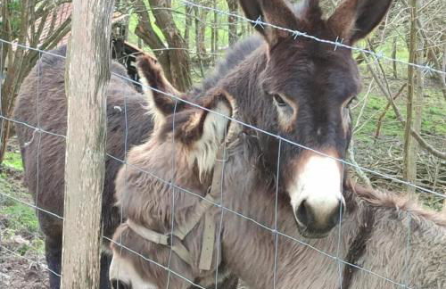 ELEXBURU LANDA Apartamentos Turisticos Rurales - Foto 35