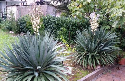 Apartment Sajković - Foto 20