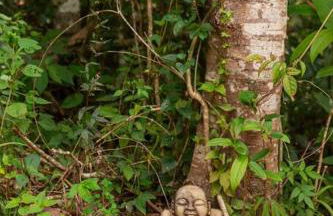 Casa da Floresta - Ibitipoca - Photo 60