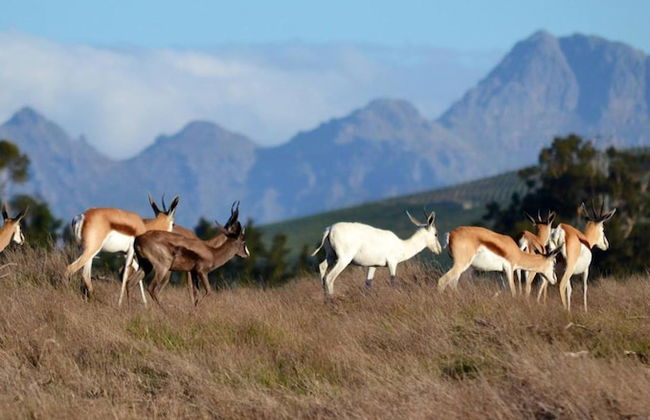 Wild Clover Cottages - Foto 29