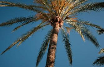 Prinsotel La Caleta - Foto 25