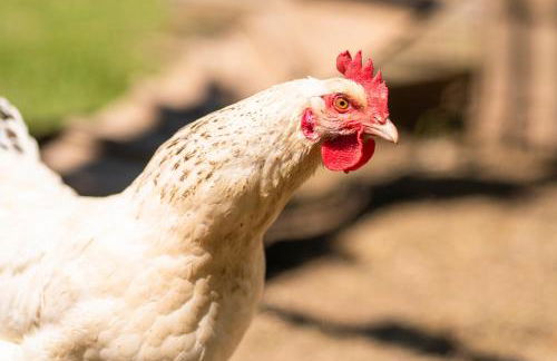 Pension Ferienwohnungen Frey - Foto 26