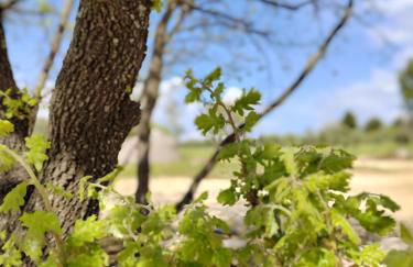 Terre di Sveva - Foto 40