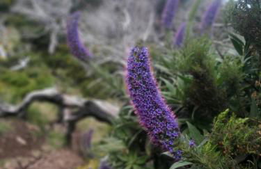 Desertas View Apartment - Foto 40