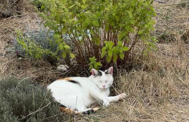 Gîte La Vésarnie - Foto 63