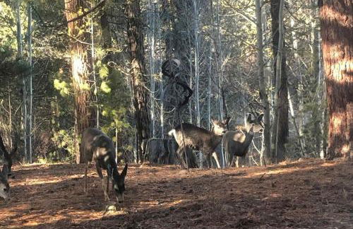 Little Deschutes Wildlife Lodge - Nature's Cabin - Foto 53