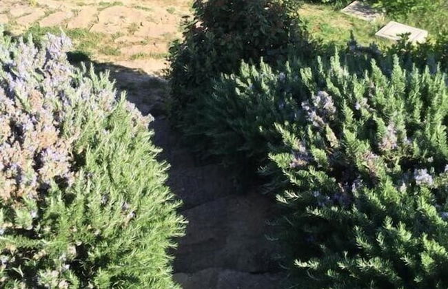 Verdidea - PRUGNOLO - Foto 40