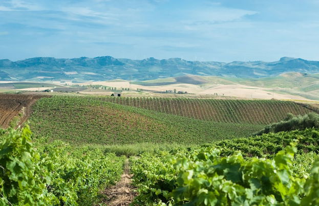 Agriturismo Sirignano Wine Resort - Photo 33