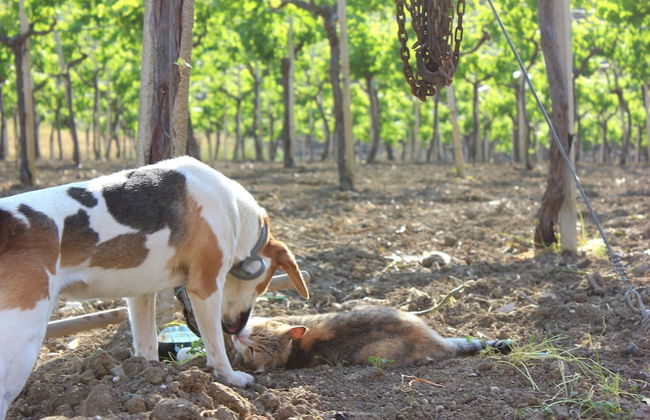 Agriturismo La Casa di Bacco - Foto 34