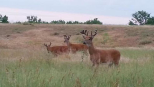 The Cozy nest - Foto 4