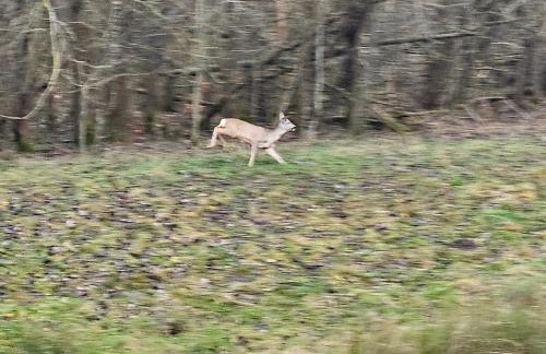 Vilanovka - domki z prywatną balią przy stawie i lesie - Foto 51