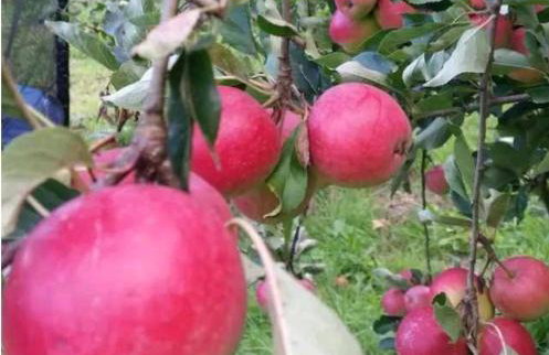 Tara vegetarian retreat guesthouse - Foto 12