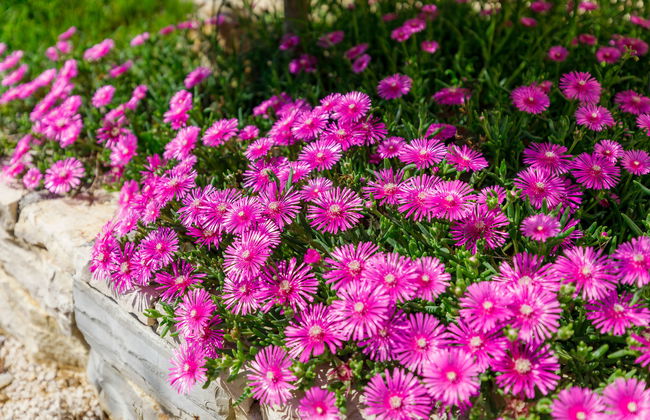 Villa Malini - Photo 23