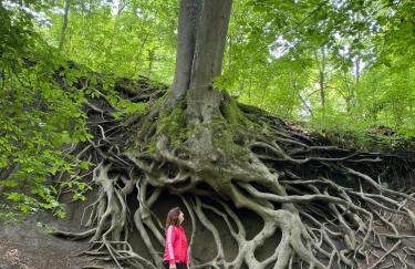 Paradies in der Vulkaneifel mit Panorama-Blick - Foto 38
