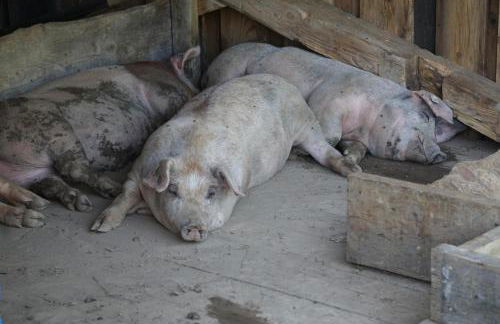 Ferienhof Almfrieden - Photo 70