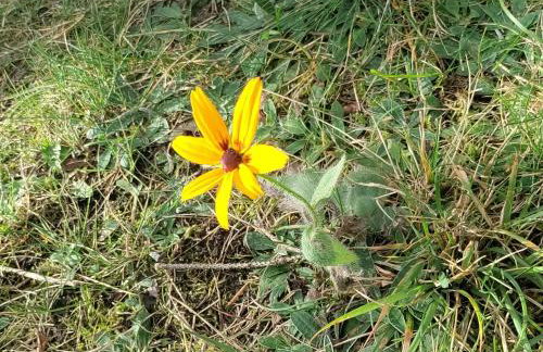 Widny Jaś zaprasza z psem nad jezioro na Kaszubach - Foto 34