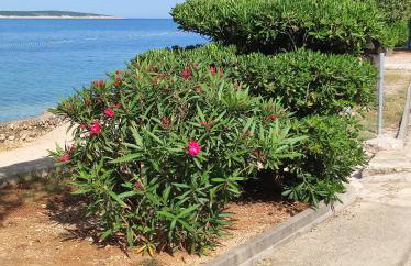 Dolphin view with a pool by the beach - Foto 24