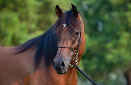 Residence Nube D'Argento - Foto 21