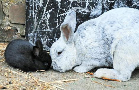 Mirabellenhof- Remise - Foto 7