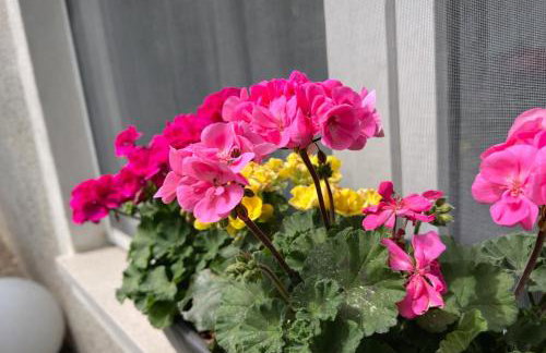 Villa Greif - Foto 18