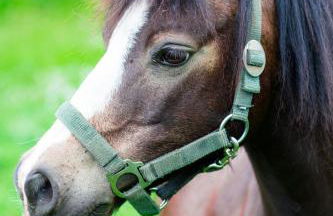 Ferienhof Schwien - Foto 16