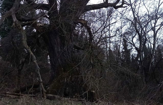 Holiday Home Paunovaca - Foto 34